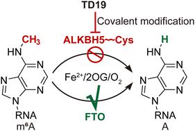 A covalent compound selectively inhibits RNA demethylase ALKBH5 rather than FTO†