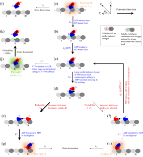 A Model for Chemomechanical Coupling of Kinesin-3 Motor