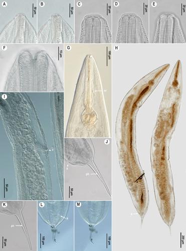 Redescription of three pinworms of the genus Cephalobellus Cobb, 1920 (Nematoda: Oxyuridomorpha: Thelastomatidae) from scarab beetle grubs from Hungary.