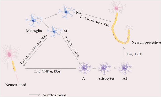 A New Strategy for the Regulation of Neuroinflammation: Exosomes Derived from Mesenchymal Stem Cells.