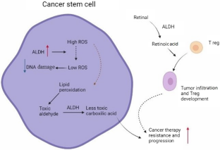 Potential Role of Nrf2, HER2, and ALDH in Cancer Stem Cells: A Narrative Review.