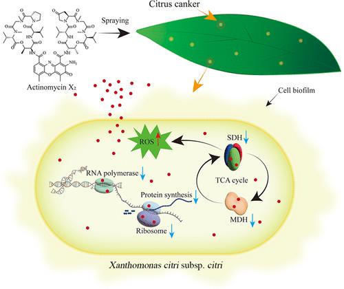 Antibacterial Mechanism, Control Efficiency, and Nontarget Toxicity Evaluation of Actinomycin X2 against Xanthomonas citri Subsp. citri
