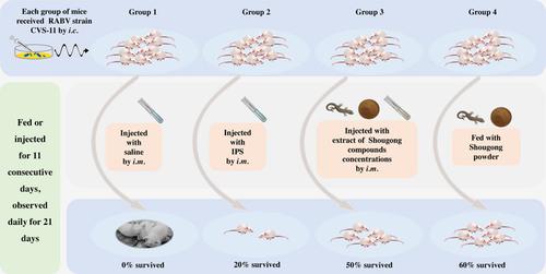 The study of anti‐rabies virus effect of Shougong powder