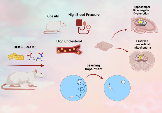 Metabolic dysfunction induced by HFD + L-NAME preferentially affects hippocampal mitochondria, impacting spatial memory in rats.