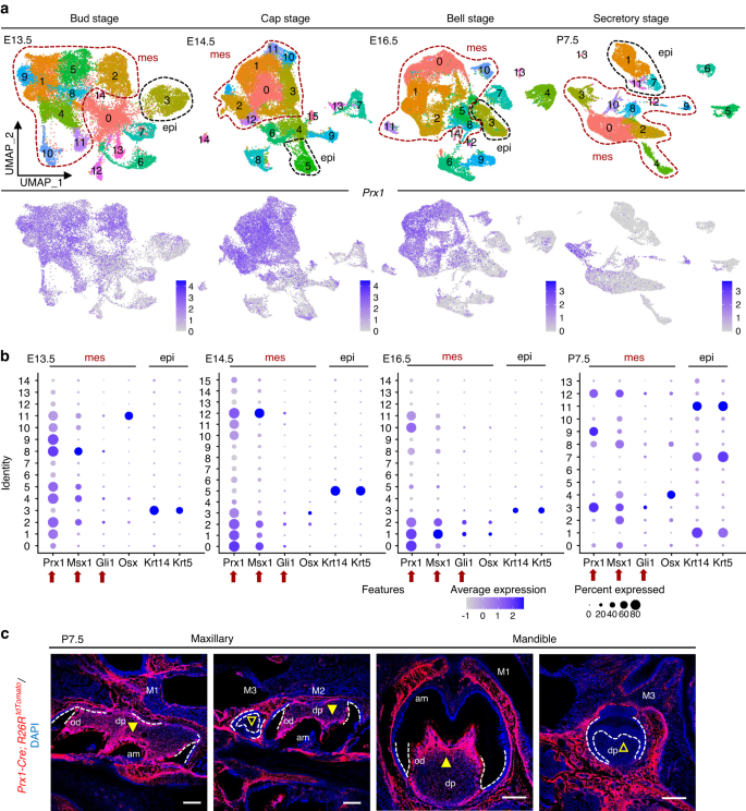 PRX1-positive mesenchymal stem cells drive molar morphogenesis.