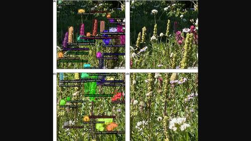 Using photographs and deep neural networks to understand flowering phenology and diversity in mountain meadows