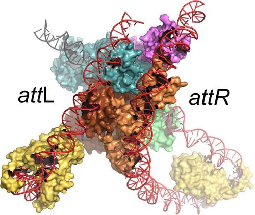 Bacteriophage lambda site-specific recombination.