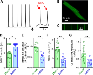 Isolated Cardiac Ryanodine Receptor Function Varies Between Mammals.