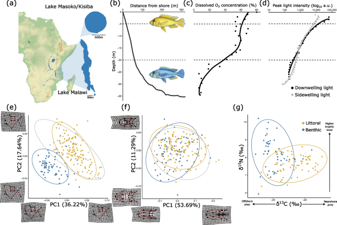 Lateral line system diversification during the early stages of ecological speciation in cichlid fish