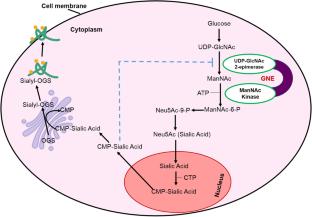 Understanding pathophysiology of GNE myopathy and current progress towards drug development