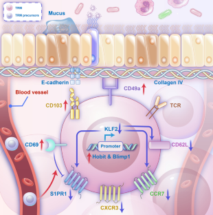 Tissue-Resident Memory T Cells in Allergy.