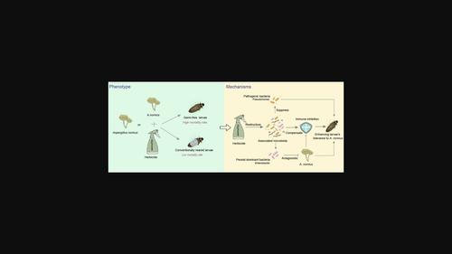 Enhanced capacity of a leaf beetle to combat dual stress from entomopathogens and herbicides mediated by associated microbiota.