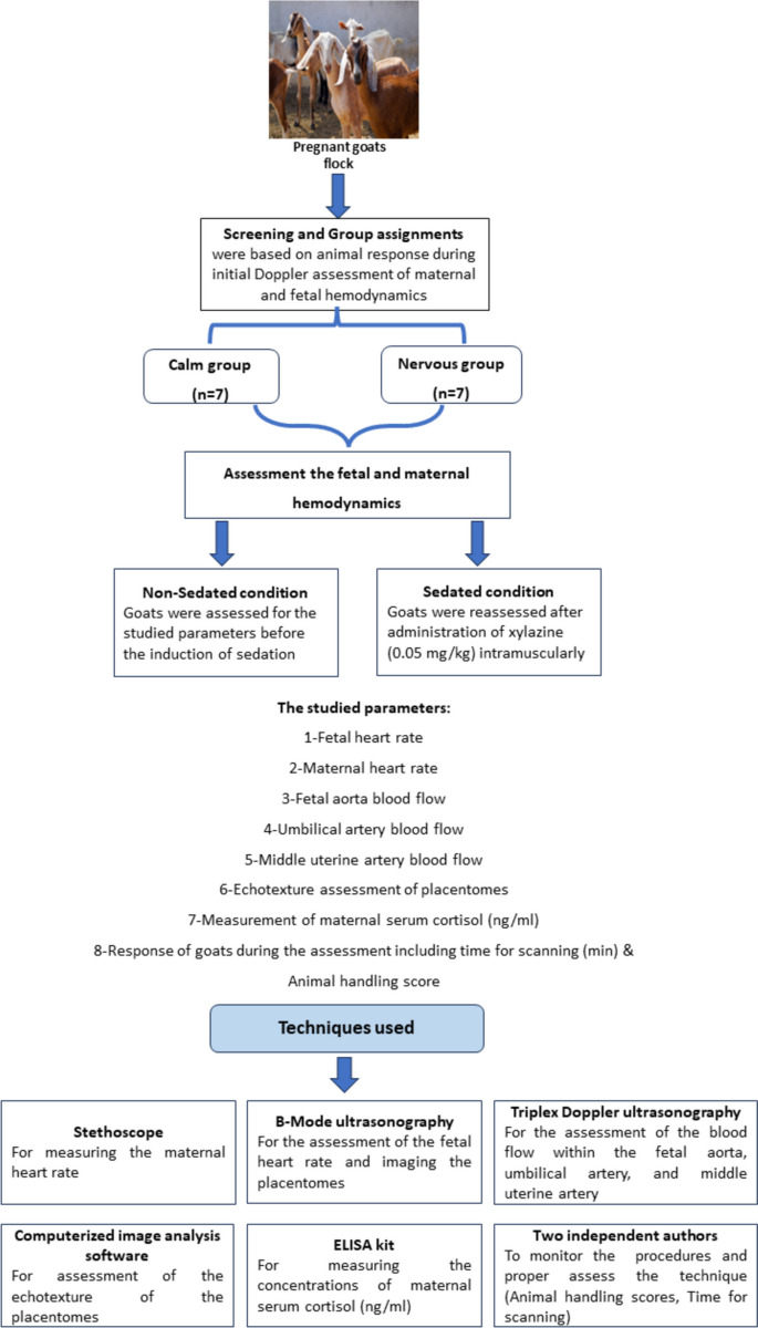 Emotional temperaments in advanced pregnant goats and its relationship with the feto-maternal blood flow and placentome echotexture.
