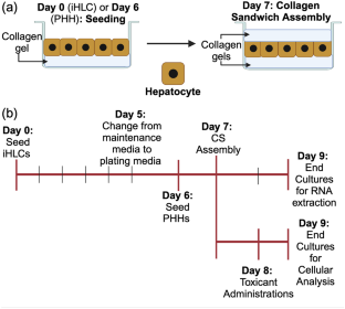 Comparative transcriptomic and phenotypic analysis of induced pluripotent stem cell hepatocyte-like cells and primary human hepatocytes.