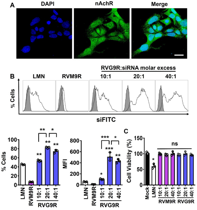 Targeted siRNA delivery to lung epithelia reduces airway inflammation in a mouse model of allergic asthma