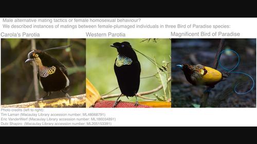 Video evidence of mountings by female-plumaged birds of paradise (Aves: Paradisaeidae) in the wild: Is there evidence of alternative mating tactics?