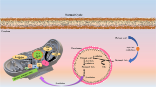 Amelioration of Phytanic Acid-Induced Neurotoxicity by Nutraceuticals: Mechanistic Insights.