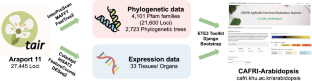 CAFRI-Arabidopsis: An Intuitive Web-Based Functional Redundancy Inspector in Arabidopsis