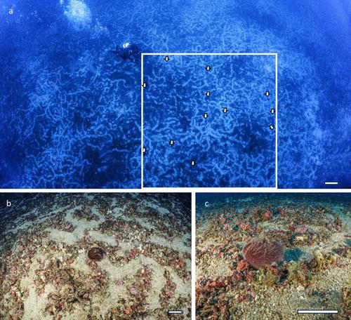 Intense bioturbation by the irregular sea urchin Spatangus purpureus in a Mediterranean maërl bed