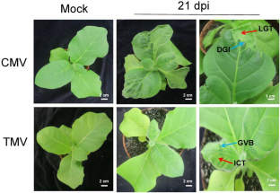 miRNAs are involved in regulating the formation of recovery tissues in virus infected Nicotiana tabacum.