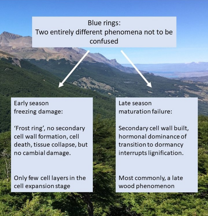 Experimental evidence, global patterns of treeline position and climate provide no substance for a lignin limitation hypothesis of tree growth