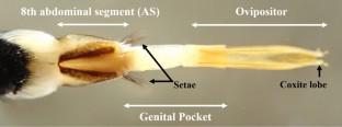 Effective gap-based exclusion netting to prevent oviposition by the red-necked longhorn beetle Aromia bungii on ornamental trees