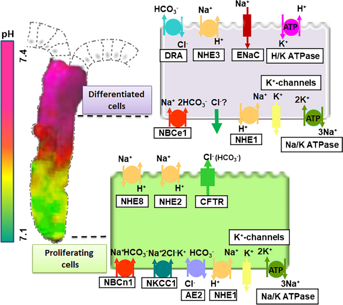 Bicarbonate secretion and acid/base sensing by the intestine.