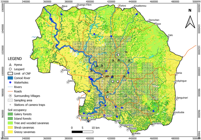 Ecological determinants of spotted hyena Crocuta crocuta occupancy in Comoé National Park, Côte d’Ivoire