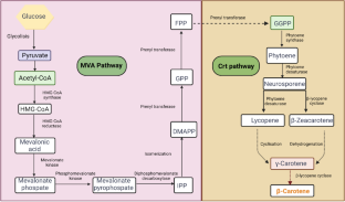 A comparison of metabolic engineering strategies applied in Yarrowia lipolytica for β-carotene production