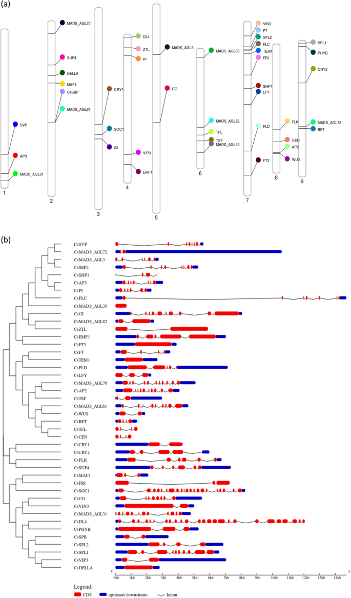 Genome-wide identification and characterization of flowering genes in Citrus sinensis (L.) Osbeck: a comparison among C. Medica L., C. Reticulata Blanco, C. Grandis (L.) Osbeck and C. Clementina.