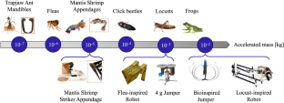 Solution-driven bioinspired design: Themes of latch-mediated spring-actuated systems