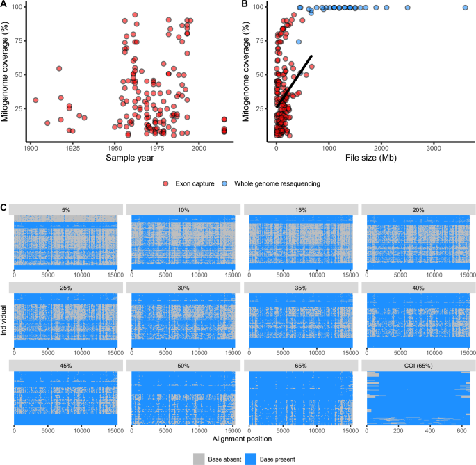 The effect of missing data on evolutionary analysis of sequence capture bycatch, with application to an agricultural pest.