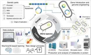 Vibrio species as next-generation chassis for accelerated synthetic biology