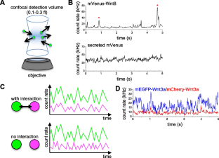 Understanding and manipulating extracellular behaviors of Wnt ligands.