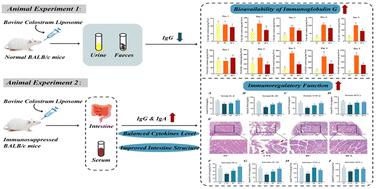 Effect of bovine colostrum liposomes on the bioavailability of immunoglobulin G and their immunoregulatory function in immunosuppressed BALB/c mice†