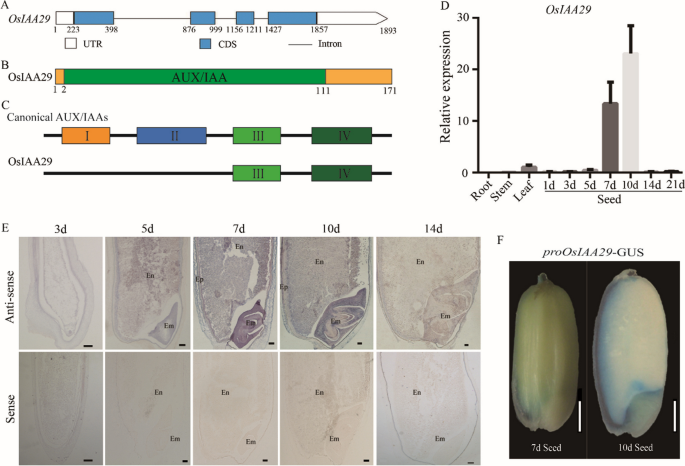 Heat Stress Responsive Aux/IAA Protein, OsIAA29 Regulates Grain Filling Through OsARF17 Mediated Auxin Signaling Pathway.