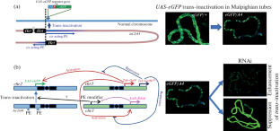 Effects of Chromatin Structure Modifiers on the trans-Acting Heterochromatin Position Effect in Drosophila melanogaster.