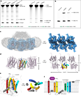 Cryo-EM structure of human sphingomyelin synthase and its mechanistic implications for sphingomyelin synthesis