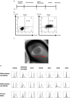 Transplantation of Human Embryonic Stem Cell-Derived Pericyte-Like Cells Transduced with Basic Fibroblast Growth Factor Promotes Angiogenic Recovery in Mice with Severe Chronic Hindlimb Ischemia.