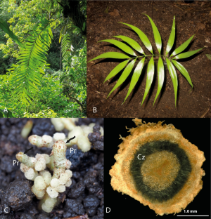 Diversity of symbiotic cyanobacteria in cycad coralloid roots using a short-read rbcL-X amplicon