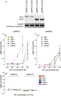 Paracrine and endocrine pathways of natriuretic peptides assessed by ligand-receptor mapping in the Japanese eel brain.