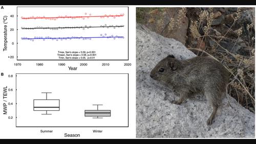 Seasonal acclimation of energy and water balance in desert-dwelling rodents of South America