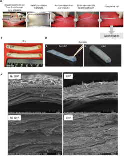 Silica nanoparticles enhance interfacial self-adherence of a multi-layered extracellular matrix scaffold for vascular tissue regeneration.