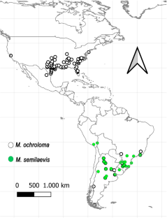 Ecological niche modeling of two Microtheca Stål, 1860 species (Coleoptera: Chrysomelidae: Chrysomelinae) in the Americas: insights from Brassicaceae occurrence.