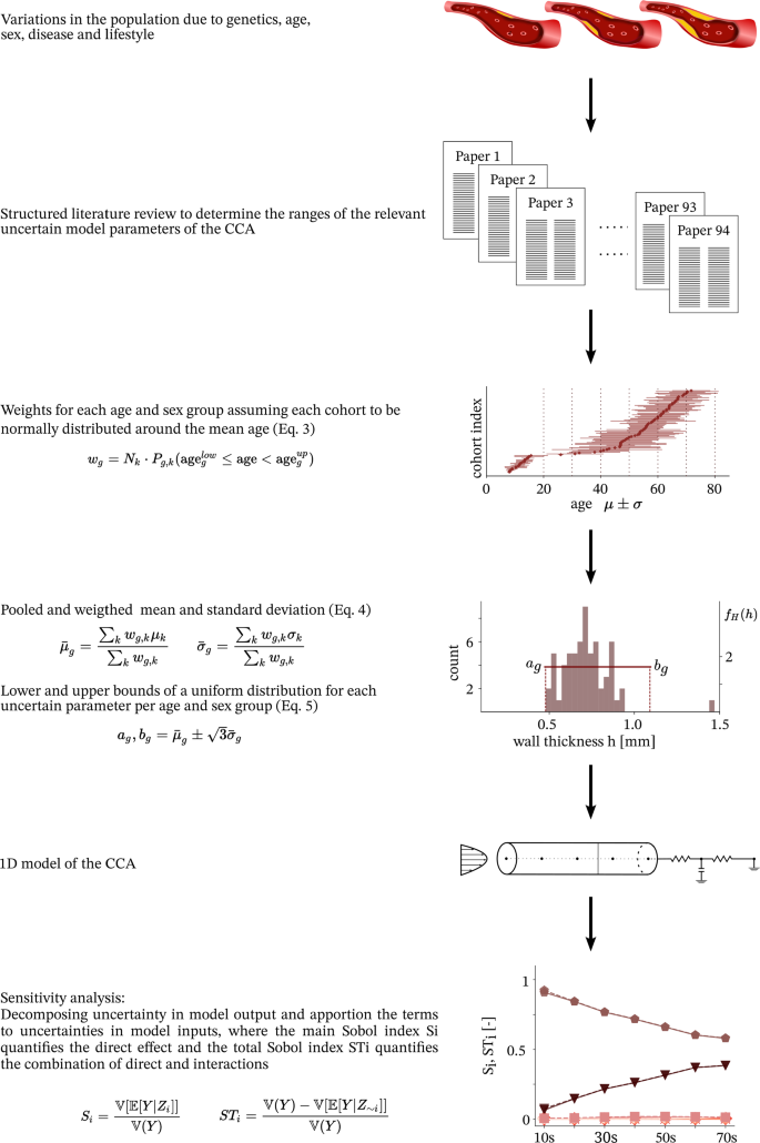 Age and sex-dependent sensitivity analysis of a common carotid artery model