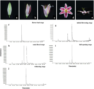 Genome-Wide Characterization of Differentially Expressed Scent Genes in the MEP Control Network of the Flower of Lilium 'Sorbonne'.