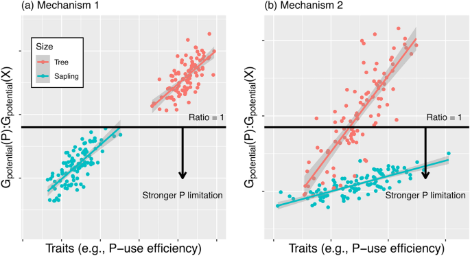 Plant Adaptation and Phosphorus Limitation in Tropical Forests: A Theoretical and Empirical Assessment