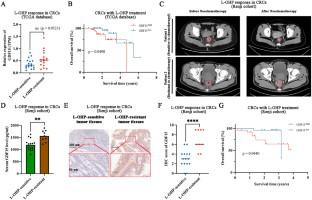 GDF15 induces chemoresistance to oxaliplatin by forming a reciprocal feedback loop with Nrf2 to maintain redox homeostasis in colorectal cancer