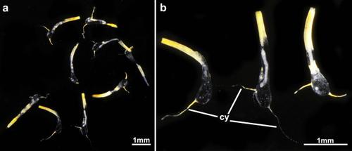 The first deep-sea ctenostome bryozoan from the Indian Ocean: Aethozoon flavum sp. nov.