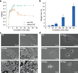 Polyethylene is degraded by the deep-sea Acinetobacter venetianus bacterium